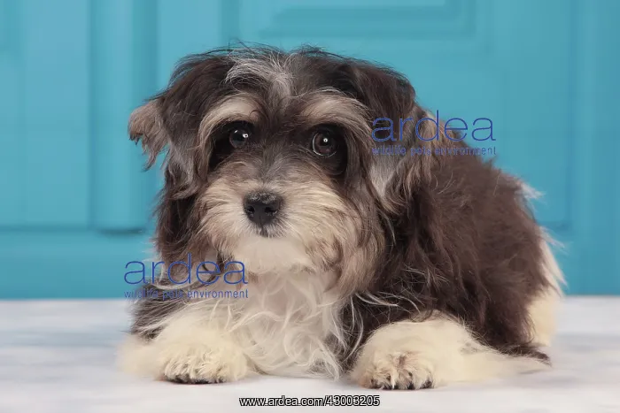  : Dog - Havanese - 5 month old puppy