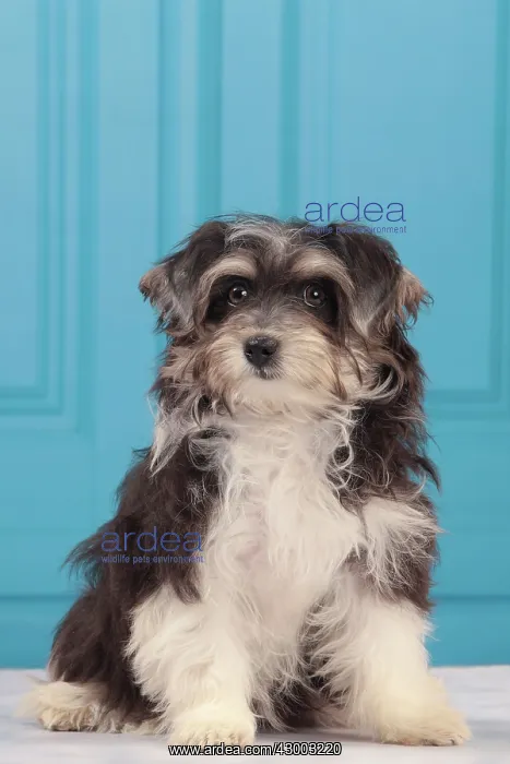  : Dog - Havanese - 5 month old puppy