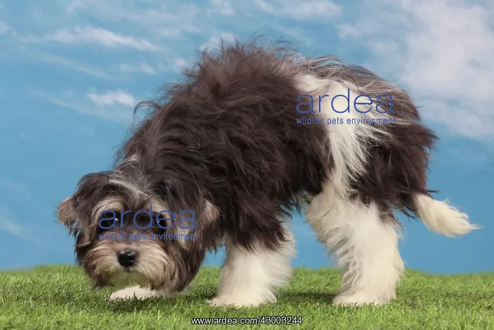 : Dog - Havanese - 5 month old puppy