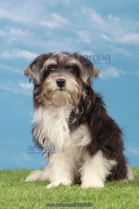  : Dog - Havanese - 5 month old puppy