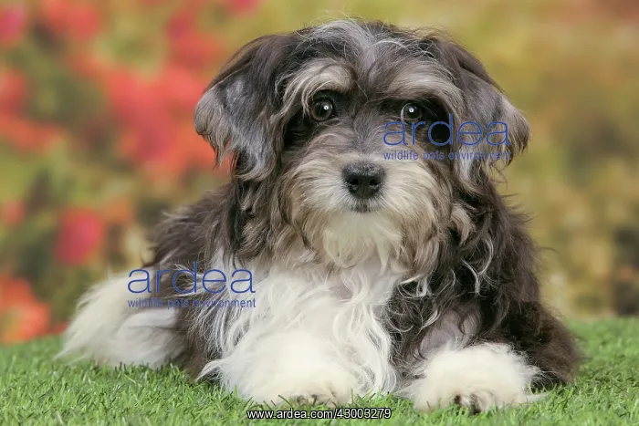  : Dog - Havanese - 5 month old puppy