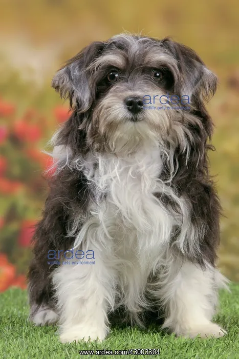  : Dog - Havanese - 5 month old puppy