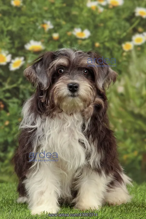  : Dog - Havanese - 5 month old puppy