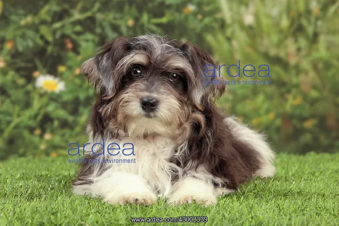  : Dog - Havanese - 5 month old puppy