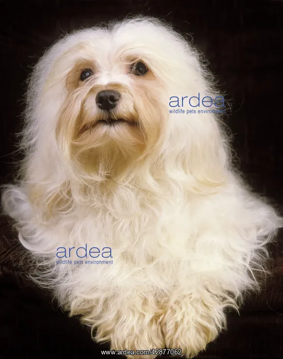  : Dog - Havanese. Also known as Bichon Havanais