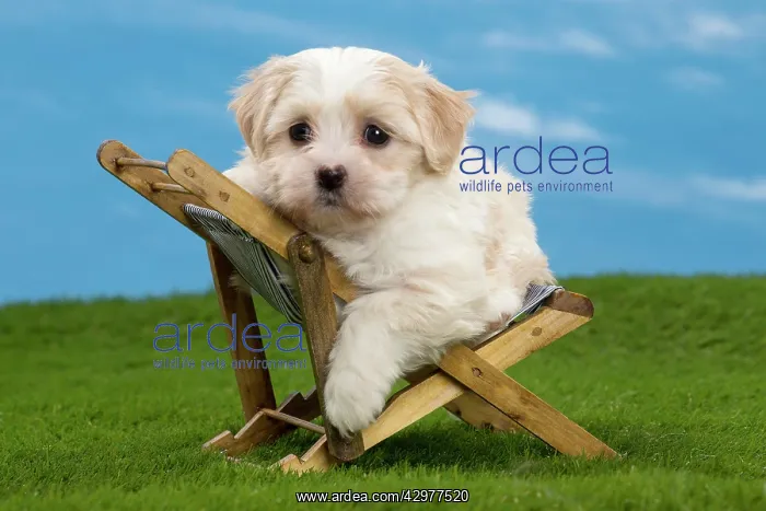  : Dog - Havanese puppy - on deckchair