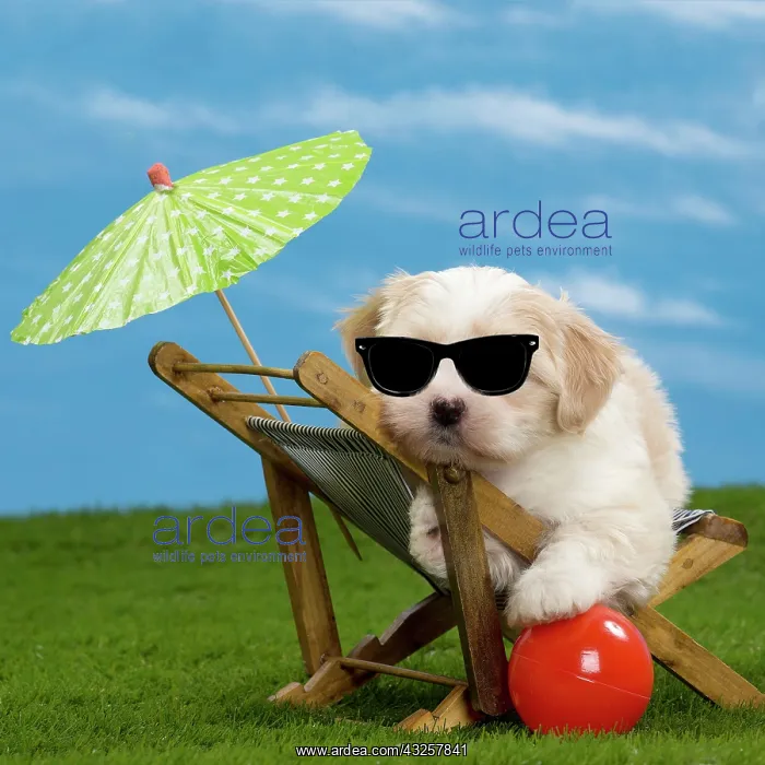 : Dog - Havanese puppy - on deckchair with sun : Dog - Havanese puppy - on deckchair with sun