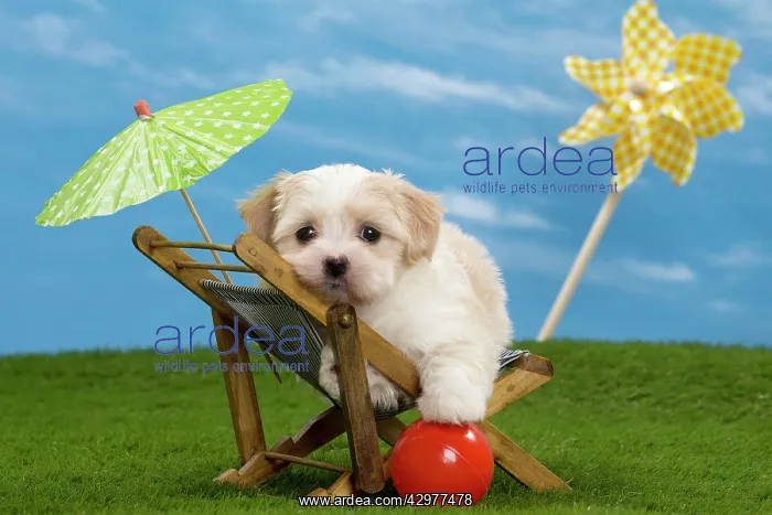 : Dog - Havanese puppy - on deckchair with sun umbrella : Dog - Havanese puppy - on deckchair with sun umbrella