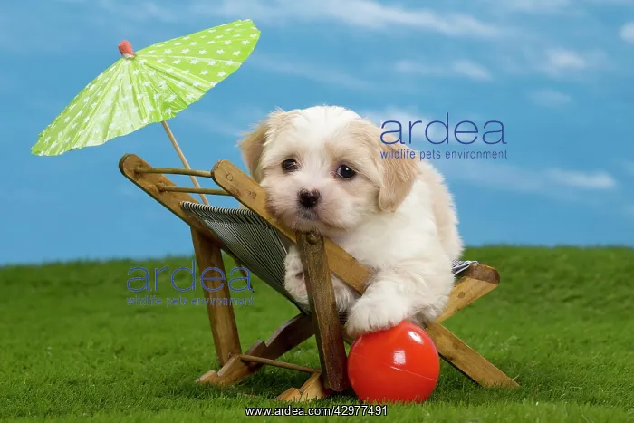 : Dog - Havanese puppy - on deckchair with sun umbrella : Dog - Havanese puppy - on deckchair with sun umbrella