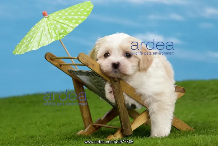 : Dog - Havanese puppy - on deckchair with sun umbrella : Dog - Havanese puppy - on deckchair with sun umbrella