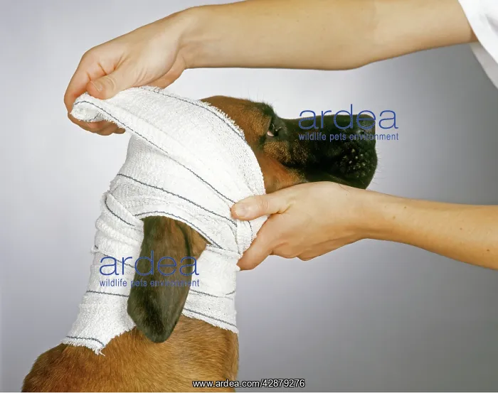 : DOG - head being bandaged by vet : DOG - head being bandaged by vet