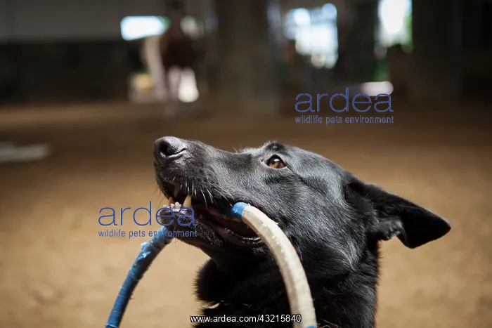 : Dog holding a hoop - Hippodrome de Palermo Argentina : Dog holding a hoop - Hippodrome de Palermo Argentina