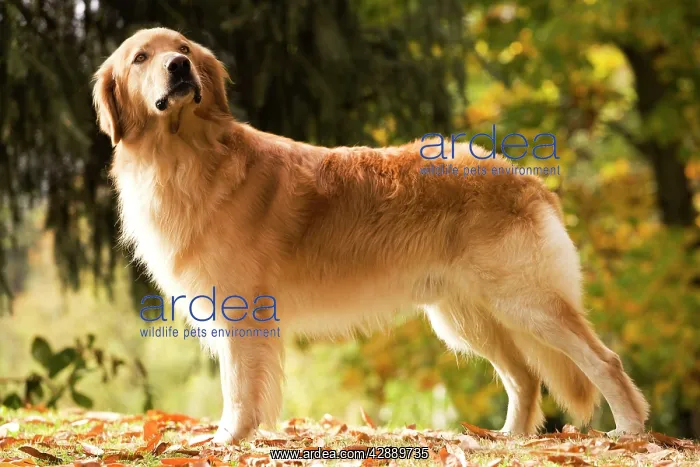  : Dog - Hovawart