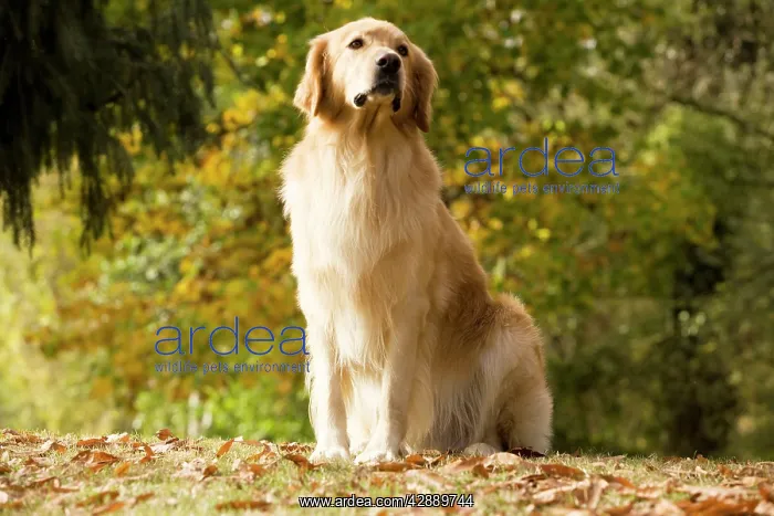  : Dog - Hovawart