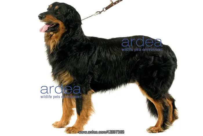  : Dog - Hovawart