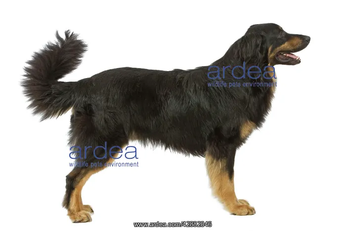  : Dog - Hovawart in studio