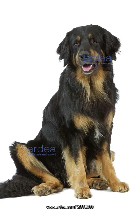  : Dog - Hovawart in studio