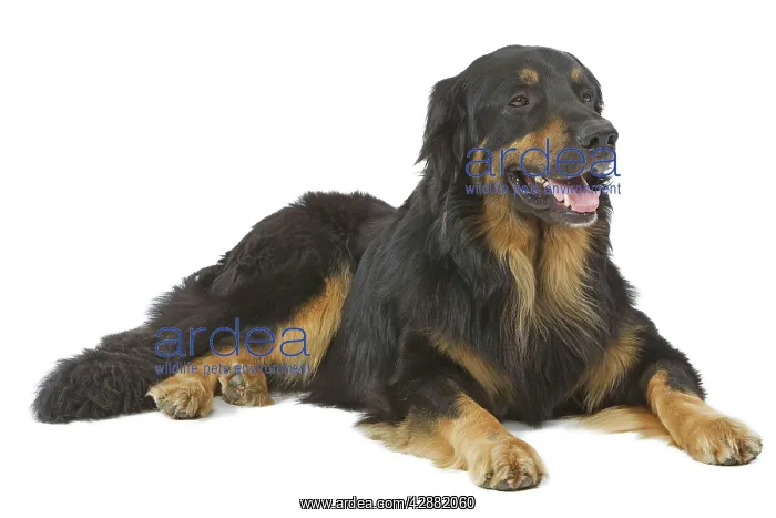  : Dog - Hovawart in studio