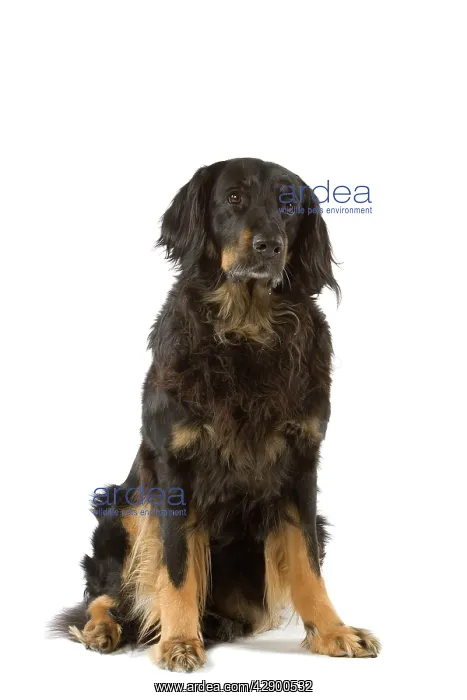  : Dog - Hovawart in studio