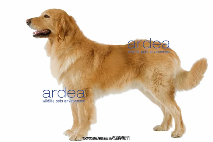  : Dog - Hovawart in studio