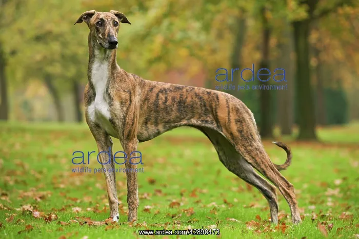  : Dog - Hungarian Greyhound. Also known as Magyar Agar