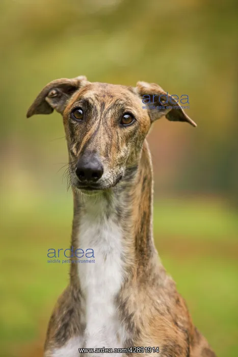 : Dog - Hungarian Greyhound. Also known as Magyar Agar : Dog - Hungarian Greyhound. Also known as Magyar Agar
