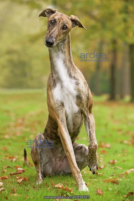 : Dog - Hungarian Greyhound. Also known as Magyar Agar : Dog - Hungarian Greyhound. Also known as Magyar Agar