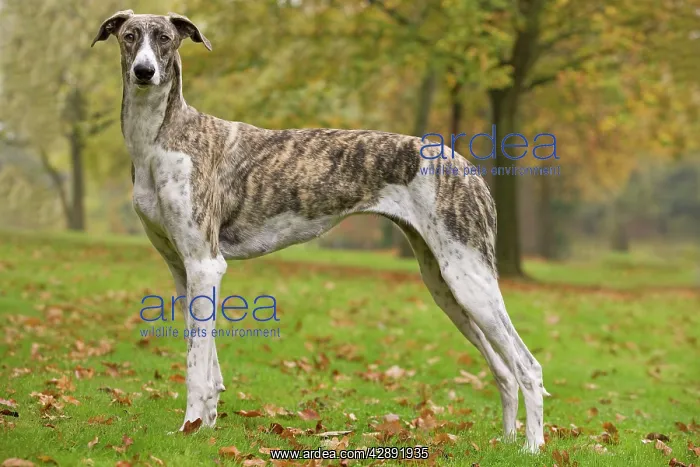 : Dog - Hungarian Greyhound. Also known as Magyar Agar : Dog - Hungarian Greyhound. Also known as Magyar Agar