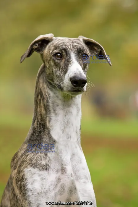 : Dog - Hungarian Greyhound. Also known as Magyar Agar : Dog - Hungarian Greyhound. Also known as Magyar Agar