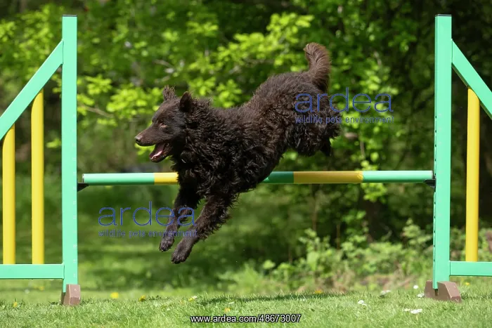 : DOG. Hungarian MUDI, jumping a dog agility jump : DOG. Hungarian MUDI, jumping a dog agility jump