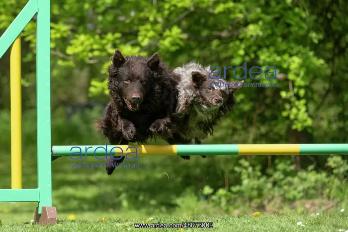 : DOG. Hungarian MUDI, jumping a dog agility jump : DOG. Hungarian MUDI, jumping a dog agility jump
