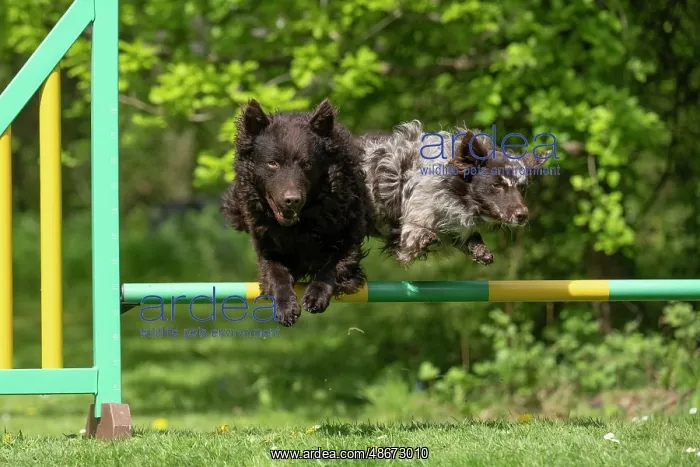 : DOG. Hungarian MUDI, jumping a dog agility jump : DOG. Hungarian MUDI, jumping a dog agility jump