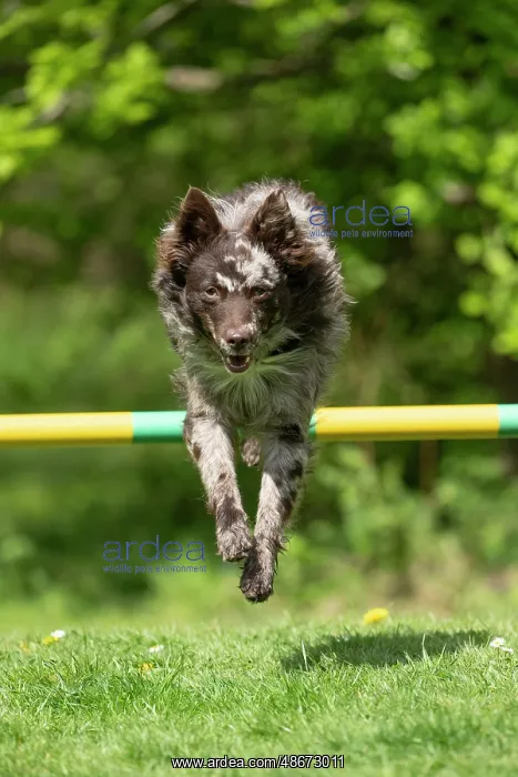 : DOG. Hungarian MUDI, jumping a dog agility jump : DOG. Hungarian MUDI, jumping a dog agility jump