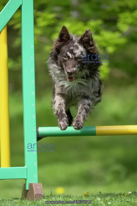 : DOG. Hungarian MUDI, jumping a dog agility jump : DOG. Hungarian MUDI, jumping a dog agility jump