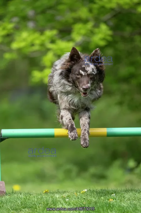 : DOG. Hungarian MUDI, jumping a dog agility jump : DOG. Hungarian MUDI, jumping a dog agility jump