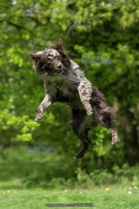 : DOG. Hungarian MUDI, jumping, mid air : DOG. Hungarian MUDI, jumping, mid air