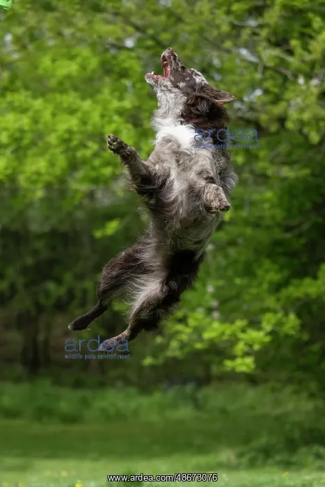 : DOG. Hungarian MUDI, jumping, mid air : DOG. Hungarian MUDI, jumping, mid air