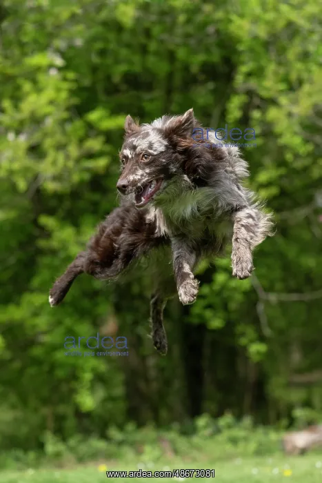: DOG. Hungarian MUDI, jumping, mid air : DOG. Hungarian MUDI, jumping, mid air