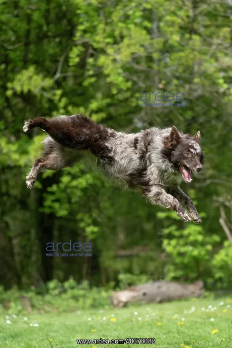 : DOG. Hungarian MUDI, jumping, mid air : DOG. Hungarian MUDI, jumping, mid air