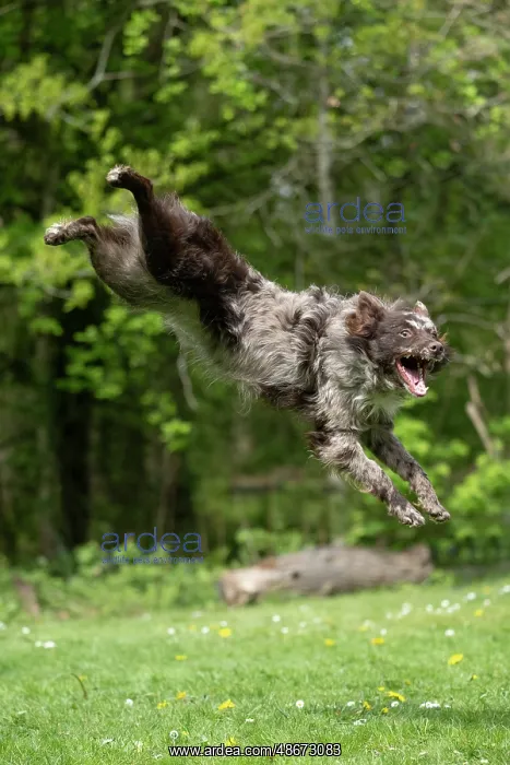 : DOG. Hungarian MUDI, jumping, mid air : DOG. Hungarian MUDI, jumping, mid air