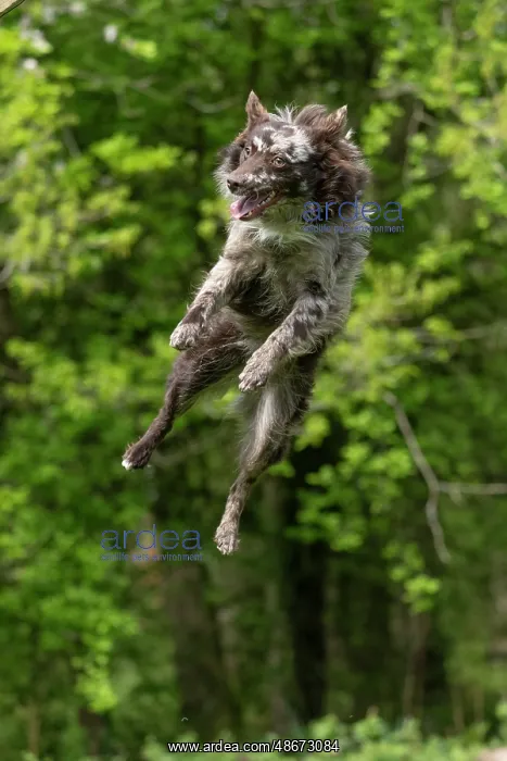 : DOG. Hungarian MUDI, jumping, mid air : DOG. Hungarian MUDI, jumping, mid air
