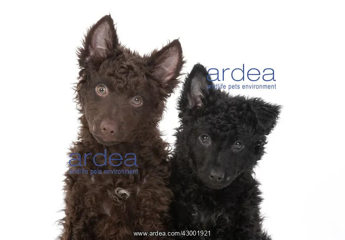  : DOG. Hungarian Mudi, puppies, studo