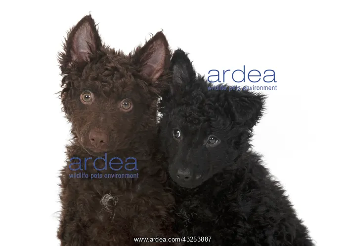 : DOG. Hungarian Mudi, puppies, studo : DOG. Hungarian Mudi, puppies, studo