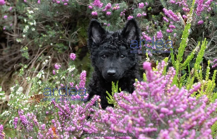 : DOG. Hungarian Mudi, puppy ( 15 weeks old ) in heather : DOG. Hungarian Mudi, puppy ( 15 weeks old ) in heather