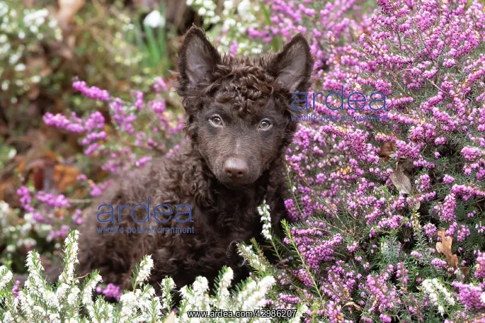 : DOG. Hungarian Mudi, puppy ( 15 weeks old ) in heather : DOG. Hungarian Mudi, puppy ( 15 weeks old ) in heather