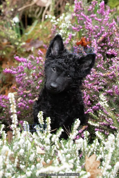 : DOG. Hungarian Mudi, puppy ( 15 weeks old ) in heather : DOG. Hungarian Mudi, puppy ( 15 weeks old ) in heather