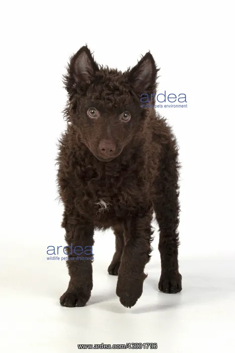 : DOG. Hungarian Mudi, puppy, studo : DOG. Hungarian Mudi, puppy, studo