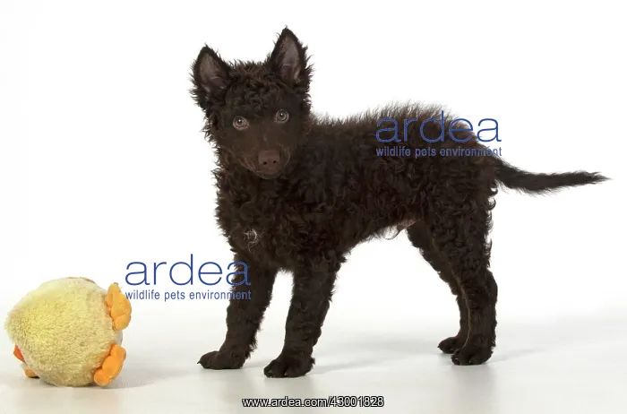 : DOG. Hungarian Mudi, puppy, studo : DOG. Hungarian Mudi, puppy, studo