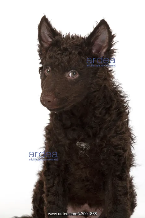 : DOG. Hungarian Mudi, puppy, studo : DOG. Hungarian Mudi, puppy, studo
