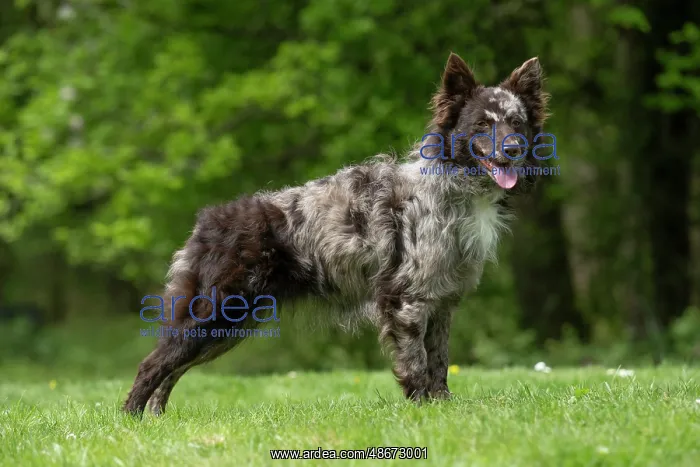 : DOG. Hungarian MUDI, standing : DOG. Hungarian MUDI, standing